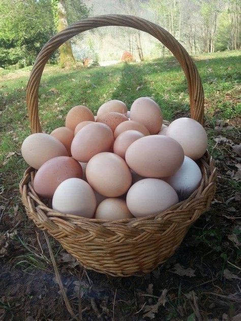 Egg Photography, Farm Storage, Old Farmhouses, Egg Pictures, Egg Photo, Coop Design, Beautiful Chickens, Galaxy Wallpaper Iphone, Farm Business