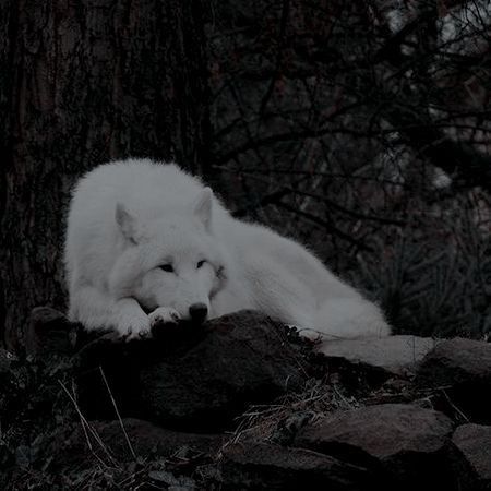 Seth Capella, Werewolf Aesthetic, Zodiac Academy, White Wolf, Cute Pets, Pet Dog, Wolves, Dogs Cats, Soulmate