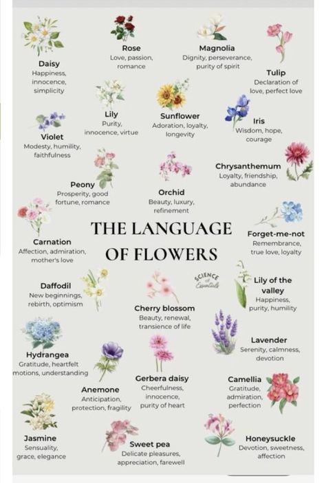 Wildflowers And Their Meanings, Romantic Flower Quotes, Different Flowers And Their Meanings, Flower Meanings Chart, Flowers And Meanings, Flowers Language, Meaningful Flowers, Flowers Meanings, Flowers And Their Meanings