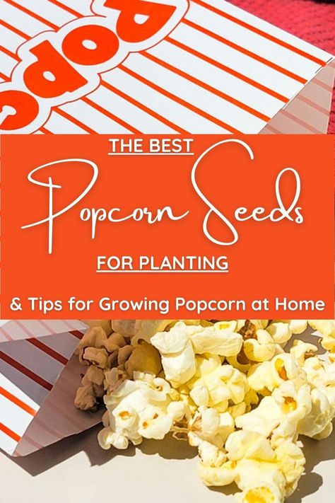 Popcorn Seeds for Planting Growing Popcorn, Popcorn Plant, Harvesting Sunflower Seeds, Grow Corn, Popcorn At Home, Popcorn Seeds, Blue Popcorn, Growing Corn, White Popcorn