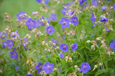 Meadow Cranesbill, Geranium Pratense, Geranium Sanguineum, Cranesbill Geranium, Wild Geranium, Hardy Geranium, Dog Rose, Violet Flowers, British Garden