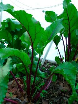 Beet recipe love: How to eat all of those beets? | Fresh Bites Daily Fall Vegetable Garden, Fall Gardens, Garden Mesh, Best Vegetables, Easy Vegetables To Grow, Fall Planting, Vegetable Garden Ideas, Fall Gardening, Fall Vegetables