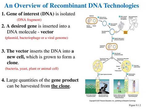 Recombinant Dna Technology, Dna Ligase, Dna Cloning, Recombinant Dna, Dna Polymerase, Dna Fingerprinting, Nitrogen Fixation, Dna Technology, Dna Replication