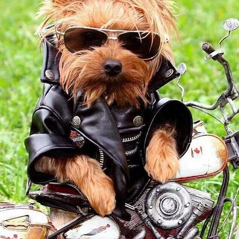 Biker Dog, Cats And Puppies, Tea Cup Dogs, Happy Birthday Meme, Yorkie Dogs, All About Dogs, Dogs Breeds, Dog Ideas, Adorable Dogs