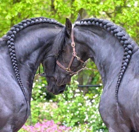 Black Friesian Horse Love Braided Mane Halter Stallion Gelding Mare Friesian Dressage, Horse Hairstyles, Mane Braids, Horse Mane Braids, Horse Braids, Horse Hair Braiding, Horse Braiding, Friesian Horses, Horse Mane