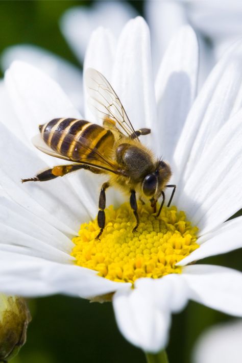 Bowl Of Cheerios, Bee Plants, All About Bees, Honey Nut Cheerios, Oat Cereal, Pollinator Plants, Bee Stuff, California Native Plants, Honey Nut