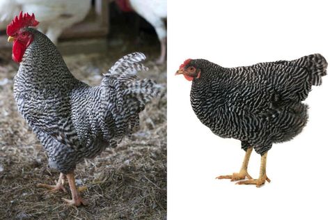 Barred Rock Rooster, Barred Plymouth Rock Chickens, Barred Plymouth Rock, Backyard Chickens Diy, Barred Rock Chickens, Plymouth Rock Chicken, Best Laying Chickens, Leghorn Chickens, Laying Chickens Breeds