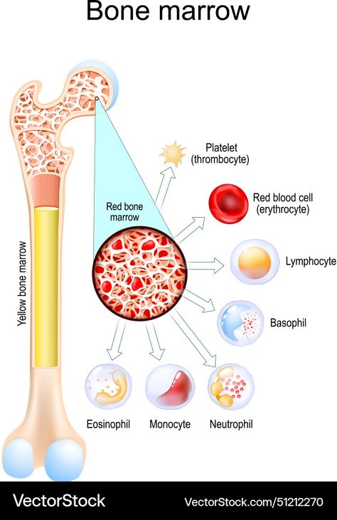 Bone Cells, Red Bone Marrow, Yellow Bone, Red Bone, White Blood, White Blood Cells, Bone Marrow, Red Blood, Red Blood Cells