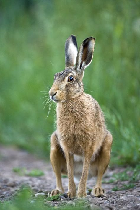 Hare Pictures, Wild Hare, Rabbit Photos, Arte Doodle, March Hare, British Wildlife, Animal Reference, Animal References, Bunny Rabbits