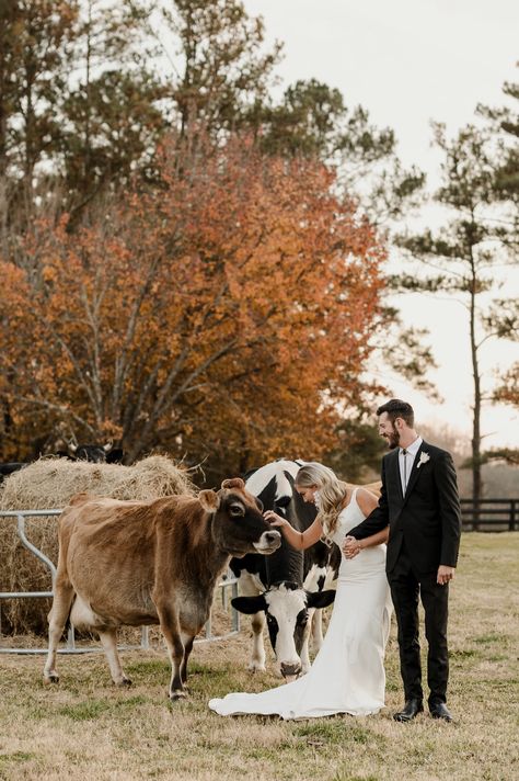 Wedding Farm Venues, Wedding At Farm, Farm Wedding Photography Ideas, Cows At Weddings, Cow Wedding Photos, Outdoor Country Wedding Ceremony, Wedding Photos With Cows, Boho Farm Wedding Dress, Farm Wedding Photoshoot