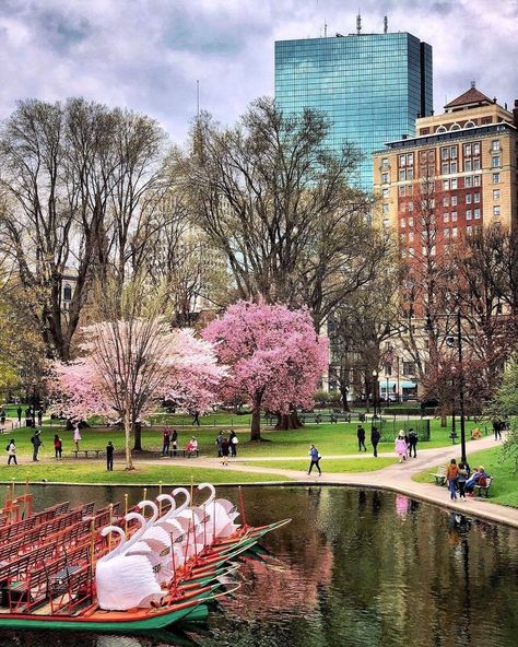 Swan Boats, Boston Garden, Boston Public Garden, Boston Travel, Visiting Nyc, Garden Park, Public Garden, Future City, Emerald City