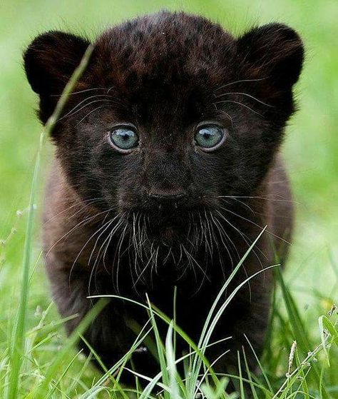 Black Panther Baby A Black, Blue Eyes, Panther, Walking, Blue, Black