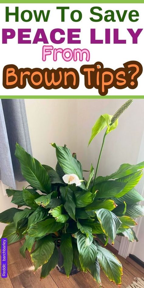 "The tips of peace lily turning brown can be caused by overwatering, underwatering, direct sunlight, or low humidity. To fix this issue, consider adjusting your watering schedule, providing indirect light, and increasing humidity levels. Proper care and attention can help revive your peace lily and keep its foliage healthy and vibrant. For more plant care tips and advice, visit Simplify Plants for expert guidance." Peace Lilies Care, Peace Lily Indoor, Peace Lily Plant Care, Lilly Plants, Peace Lily Flower, Plant Leaves Turning Brown, Peace Lily Care, Pot Arrangements, Peace Plant