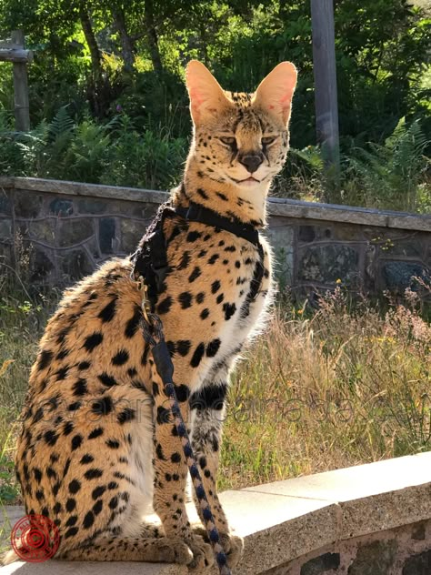 Serval Pet, Savanna Cat, African Serval Cat, African Wild Cat, Serval Cat, Savannah Kitten, Savannah Cats, Serval Cats, F2 Savannah Cat