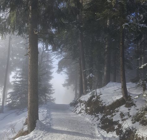 Frostbite Aesthetic, Snow Scape, Aesthetic Forest, I Love Winter, Snowy Forest, Brasov, Winter Scenery, Winter Aesthetic, Pine Trees