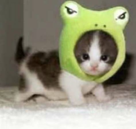 Frog Hat, A Frog, Silly Cats, Pretty Cats, Baby Cats, Frogs, Baby Animals, Cute Cat, Cute Cats