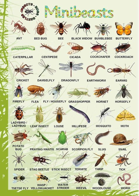 Learn English Vocabulary Through Pictures: 100+ Animal Names - Eslbuzz AA8 Insects Names, Animals Name In English, Forest School Activities, Types Of Bugs, Nature Education, Nature School, Outdoor Education, Outdoor Classroom, School Garden