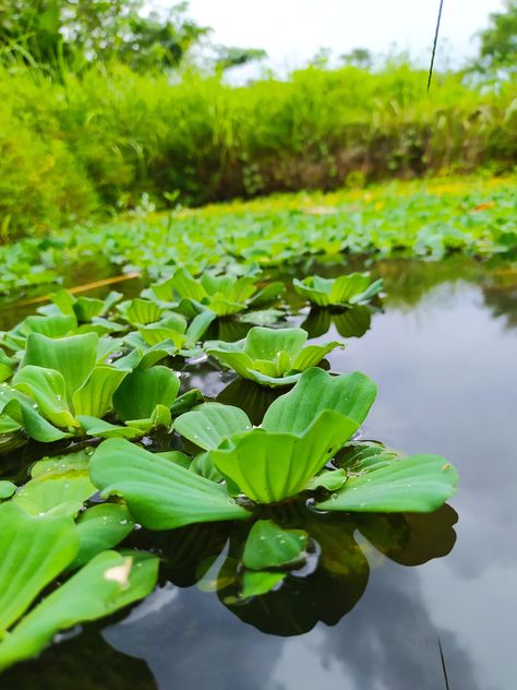 The 10 Best Aquatic Plants For Ponds & Water Features Plants That Grow In Water Outdoors, Ocean Biome, Water Plants For Ponds, Small Fish Pond, Plants For Ponds, Things In Jars, Freshwater Plants, Underwater Plants, Small Vegetable Gardens