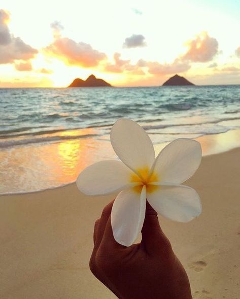 Hawaii Asthetic Picture, Wigets Pictures Aesthetic, Beach Wall Collage, Cute Summer Wallpapers, Summer Wallpapers, Ocean Pictures, Nothing But Flowers, Pretty Landscapes, Ocean Vibes