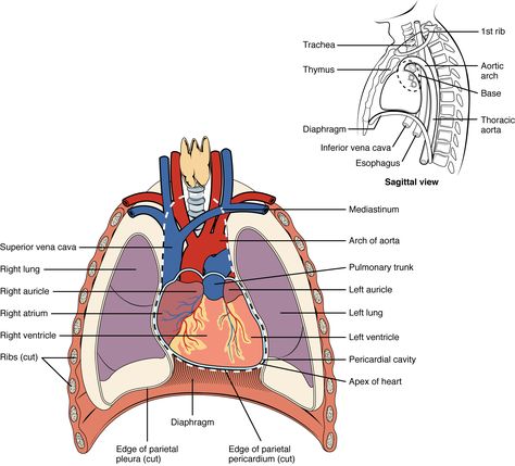 Endometriosis and the heart Anatomy Presentation, Human Organ System, Human Heart Diagram, Cardiac Muscle Cell, Coronary Circulation, Thoracic Cavity, Heart Structure, Tricuspid Valve, Heart Diagram