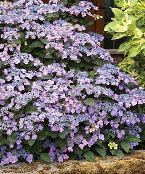 Growing Mountain Hydrangeas: The Tougher Hydrangea - FineGardening Flower Garden Design Ideas, Garden Ideas Flower, Hydrangea Shade, Flower Gardening Ideas, Steep Gardens, Flowers In Garden, Hardy Hydrangea, Flower Garden Ideas, Hydrangea Tree