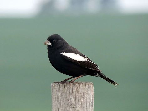 Lark Bunting (Calamospiza melanocorys) Colorado State Bird Lark Bunting, Bunting Bird, Grassland Habitat, Wildlife Biologist, Birds Of America, State Birds, Painting References, Flock Of Birds, Bird Wings