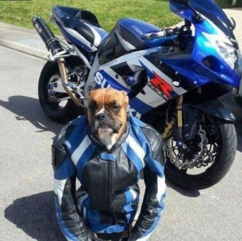 Biker Dog, Suzuki Gsx R 1000, Boxer Dogs Funny, Funny Boxer, Suzuki Gsx R, Suzuki Gsxr1000, Vs The World, Moto Cross, Gsxr 1000