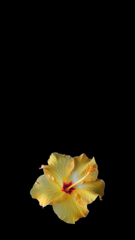 Siblings Wallpaper, Matching Wallpaper Lockscreen, Wallpaper With Black Background, Wallpaper With Black, Flowers Black Background, High Quality Wallpaper, Wallpaper Matching, Yellow Hibiscus, Flowers Black