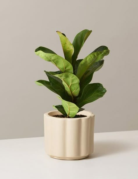 How to care for a Fiddle Leaf Fig | Plant Care 101 Blog – The Sill Fig Plant, Ficus Lyrata, Fiddle Leaf Fig Tree, Spring Plants, Houseplants Indoor, Plant Photography, Plant Aesthetic, Fiddle Leaf, Plant Health