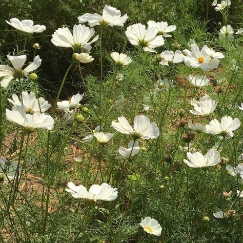 Featured Photo Facebook Aesthetic, Garden Fairies Figurines, White Poppy, Green Theme, Cottagecore Aesthetic, The Grass, Nature Aesthetic, Green Aesthetic, Love Flowers