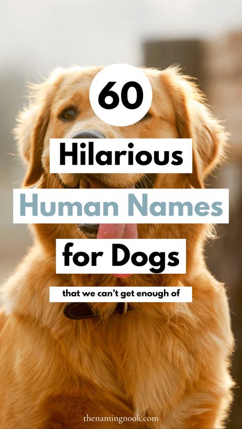 Looking for a cute and unique dog names for your dog or kitten? We’re sharing 60 adorable and ironic human names for dogs. If you’re looking for a unique dog name, you’ll find the perfect funny and rare dog names names! Cute puppy names, cute names for dogs Fun Dog Names, Funny Girl Dog Names, Female Dog Names Unique, Good Dog Names, Clever Dog Names, Unusual Dog Names, Dog Symbolism, Puppy Girl Names, Pet Name Ideas