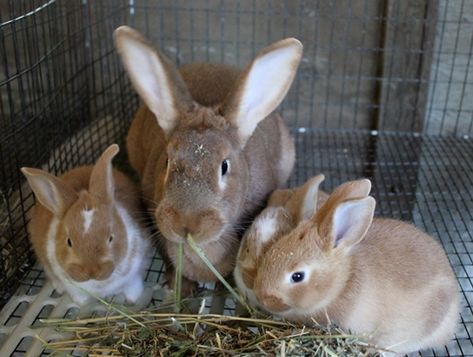 Use the feed formula below to formula or produce concentrate feed for your rabbits.Crude Protein (CP)=17%Crude Fiber (CF)=15%Disclaimer: Livestocking is not responsible for any damage, loss or negative effect of using the above formula on your animals. Raising Meat Rabbits, Rabbit Feed, Rabbit Farming, Raising Rabbits For Meat, Farm Animals Preschool, Yard Animals, Rabbit Feeding, Rabbit Farm, Meat Rabbits