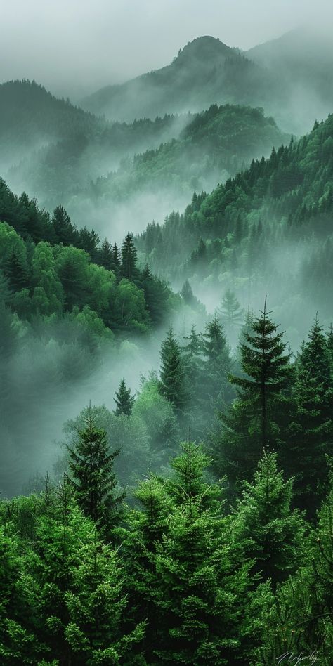 Misty Forest Photography, Simple Landscape Photography, Mystical Forest Art, Ethereal Forest, Morning Forest, Mystic Forest, Nature Landscape Photography, Homescreen Idea, Mountains Aesthetic