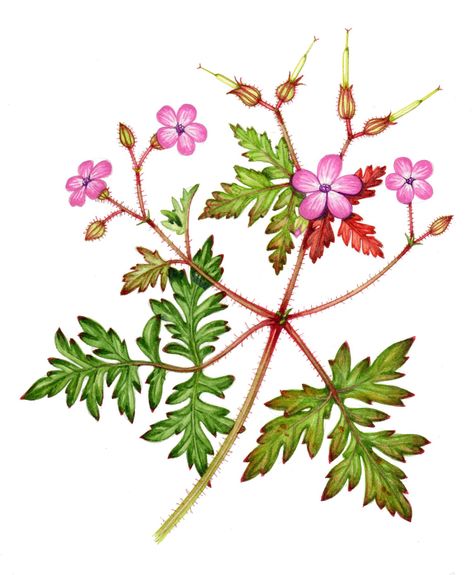 Geraniums, Crane's-bills and Stork's-bills - Lizzie Harper Geranium Pratense, Geranium Sanguineum, Cranesbill Geranium, Potted Geraniums, Hardy Geranium, Magenta Flowers, Cow Parsley, Illustrators On Instagram, Botanical Illustrations