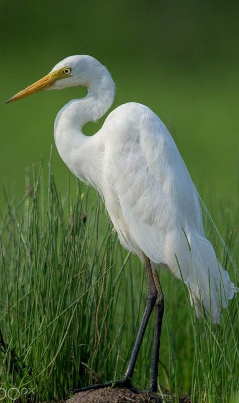 White Crane Bird, White Egret Painting, Egret Painting, Flying Heron, Great White Egret, Egret Bird, Egret White, Love Birds Painting, Heron Bird