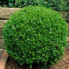 Round Boxwood Shrubs, Wintergreen Boxwood Front Yards, Boxwood Wintergreen, Side House Landscaping, Common Boxwood, Korean Boxwood, Round Boxwood, Wintergreen Boxwood, Boxwood Shrubs