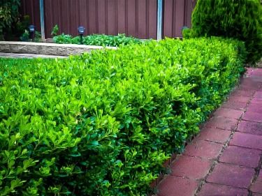 Pick the Right Boxwood | The Tree Center™ Japanese Buxus, Dog Wood Tree, Buxus Hedge, Korean Boxwood, Back Yard Fire Pit, Buxus Microphylla, Landscape Design Front Yard, Midwest Gardening, Mediterranean Garden Ideas