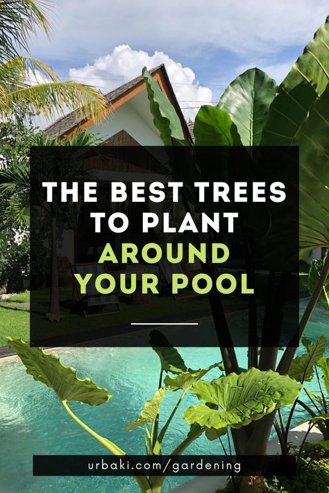 The landscaping around the pool is key to the overall look and effect you want to create for your outdoor space. If the plantings are well-chosen and planned, they will show the best of the pool.The wrong choices can damage the whole scene. Find the maximum height and width of the canopy of a potential tree near the pool so you don't end up with something standing or occupying the pool and patio area. Low Maintenance Plants Around Pool, Plants For Pool Area Potted, Banana Tree Landscape Around Pool, Planting Around Pool Area, Outdoor Potted Plants Around Pool, Plants Pool Area, Plants Next To Pool, Tropical Garden Around Pool, Pool Area Garden Ideas