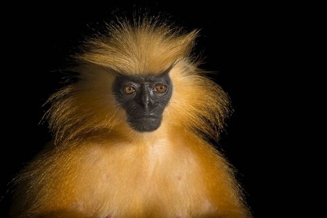 The Gee's golden langur. It is one of the most endangered primate species of India  (photo: Joel Sartore) Golden Langur, Langur Monkey, Joel Sartore, India Photo, Ape Monkey, Wild Kingdom, Hidden Places, Reaction Pic, Animal Reference