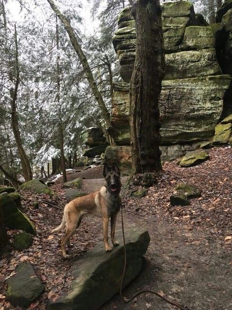 Belgian Malinois Unity | Terrfic photograph | Facebook Belgium Malinois, Malinois Puppies, Belgian Malinois Dog, Malinois Dog, Scary Dogs, German Shorthair, Belgian Shepherd, Hiking Dogs, Cute Little Puppies