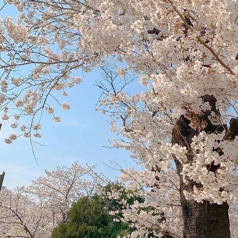 Blue Aesthetic Minimalist, Sky Blue Aesthetic, Japanese Place, Types Of Aesthetics, Photography Sky, White Cherry Blossom, Sakura Cherry Blossom, Cherry Blossom Flowers, Aesthetic Minimalist