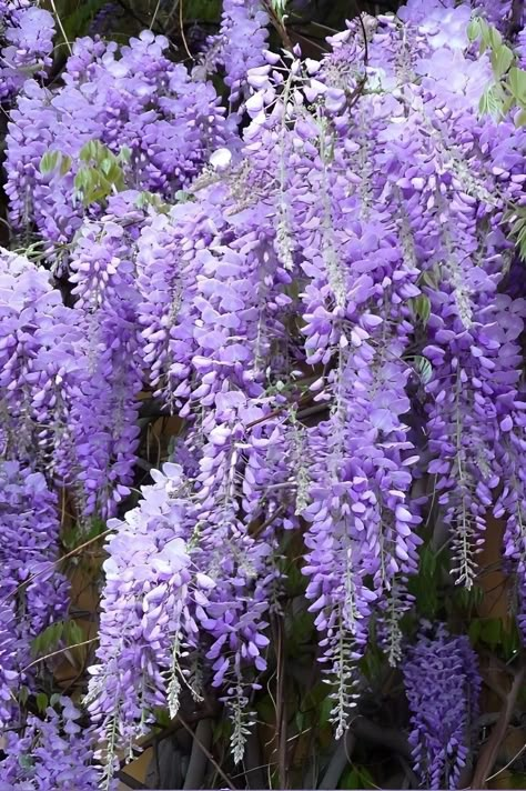 Vivisteria Flower Elemental, Wisteria Flower Aesthetic, Aesthetic Wisteria, Martha Dunnstock, Wisteria Aesthetic, Wisteria Amethyst Falls, Vanessa Butterfly, Wisteria Trees, Poses Nature