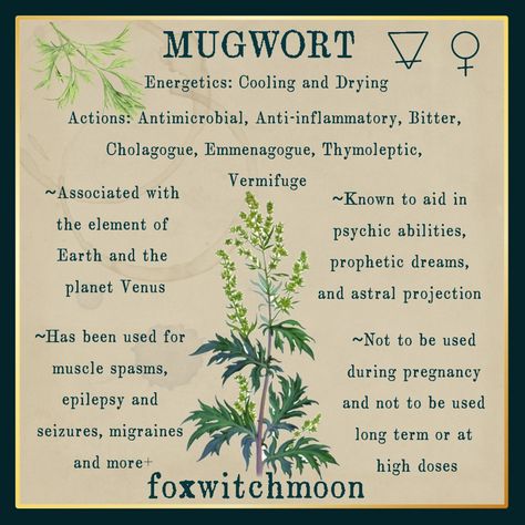 How To Identify Mugwort, Herbs For Illness, Mugwort Witchcraft Uses, Morning Glory Magical Properties, Woodworm Herb, Lucid Dreaming Herbs, Burning Mugwort Benefits, Mugwort Tea Benefits, Mugwort Tea Recipe