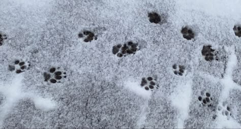 Snowy Discord Banner, Snow Header, Wolf Banner, Snow Banner, Dog Banner, Winter Banner, Ig Pfps, Therian Stuff, Date Idea