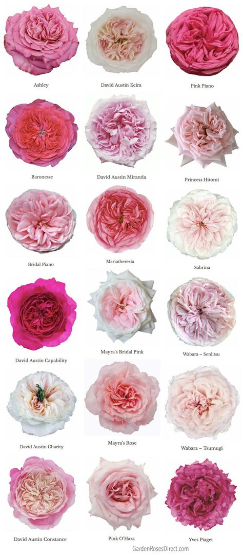 Varieties of Pink Garden Roses - Garden Roses Direct Wedding Flower Types, Garden Rose Bouquet, Diy Fleur, Love Rose Flower, Flower Varieties, Different Types Of Flowers, Pink Rose Bouquet, Rose Varieties, Types Of Roses