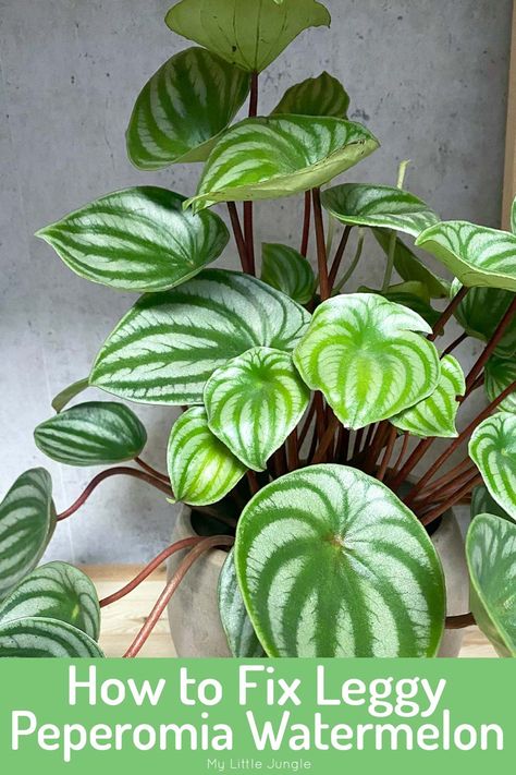 Cause for Leggy Watermelon Peperomia Plant (and how to fix it) - My Little Jungle Pet Safe Plants, Watermelon Leaves, Cat Safe Plants, Watermelon Plant, Peperomia Plant, Plant Maintenance, Zebra Plant, Plant Mama, Household Plants