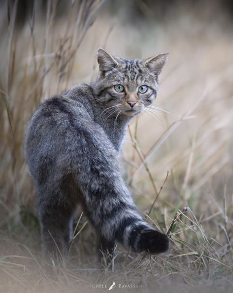 michele bavassano "The extremely rare European wildcat. This animal, so akin to our affectionate domestic cousin, inhabits the European forests but remains an enigma to spot. Its rarity makes it one of the most mysterious and challenging felines to glimpse.” Winged Wolf, Pallas Cat, Pallas's Cat, Cat Species, Timber Wolf, Forest View, Red Deer, Photo Nature, Favorite Animals