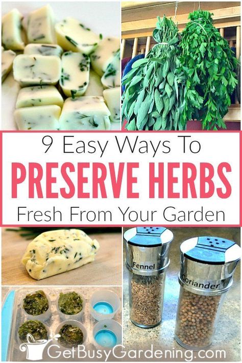 If you're wondering how you can preserve herbs from your garden, this is for you! You’ll find tons of tips and ideas for preserving fresh herbs like dill, basil, or chives. Learn all about using nine different techniques to save leftover herbs, so you can continue to use them for cooking all winter. Methods include drying, making infused vinegar, storing them in the fridge, filling your spice jars, freeze in ice cube trays in oil or water, homemade recipes, and more. #herbgardening #gardening Preserve Herbs, Preserve Fresh Herbs, Store Fresh Herbs, Drying Fresh Herbs, Fresh Herb Recipes, Freezing Herbs, Preserving Herbs, Winter Cooking, Herb Recipes