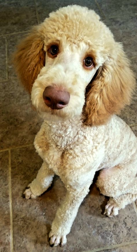 Charlie gets a mustache! ❤ Poodle Mustache, Poodle With Mustache, Standard Poodle Cuts, Apricot Standard Poodle, Moyen Poodle, Poodle Haircut, Parti Poodle, Poodle Cuts, Miniature Poodle