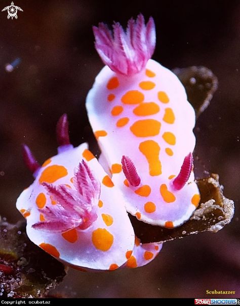 Nudibranch  #marine #aquarium #tank #marineaquarium #marinetank #nudi #nudibranch #animal #animals Sea Slug Photography, Nudibranch Wallpaper, Nudibranch Art, Nudibranch Photography, Nudibranch Tattoo, Sea Bunnies, Cool Sea Creatures, Sea Bunny, Sea Slugs